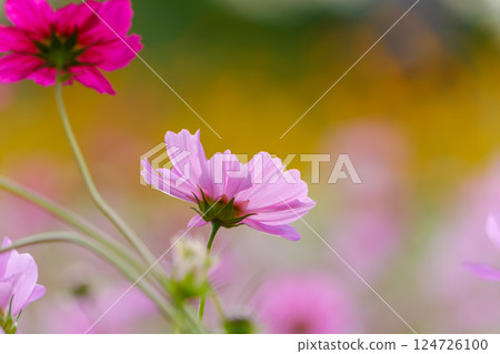 Pink cosmos wrapped in gentle light 124726100