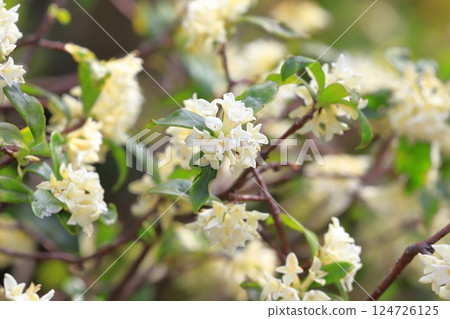 白花（丁喬奇） 124726125