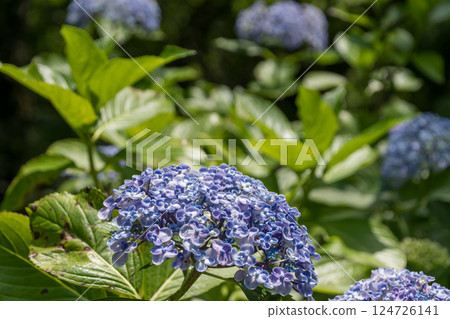 藍色的多福繡球花在陽光下閃閃發光 124726141