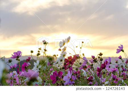落日餘暉映照下的秋季波斯菊田 落日餘暉映照下的秋季波斯菊田 124726143
