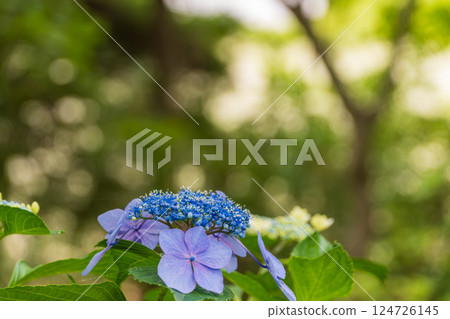 Blue hydrangea blooming among greenery Blue hydrangea blooming among greenery 124726145