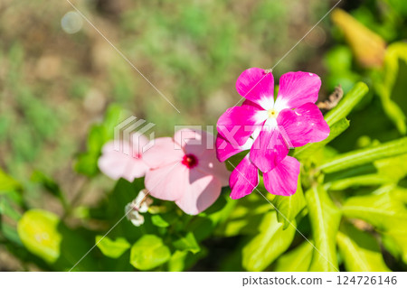沐浴在陽光下的明亮馬達加斯加長春花 124726146