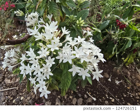 White pentas 124726151