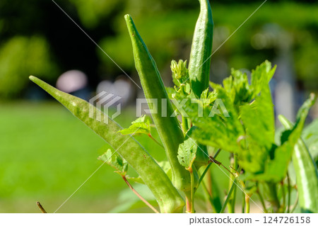秋葵在鮮綠的土地上生長 124726158