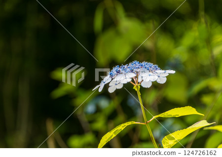Blue hydrangea blooming in the forest 124726162