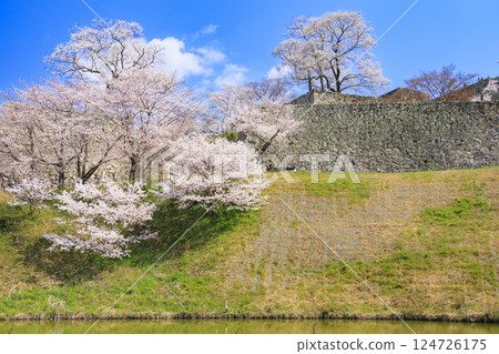 Tsuyama castle full of cherry blossoms 124726175