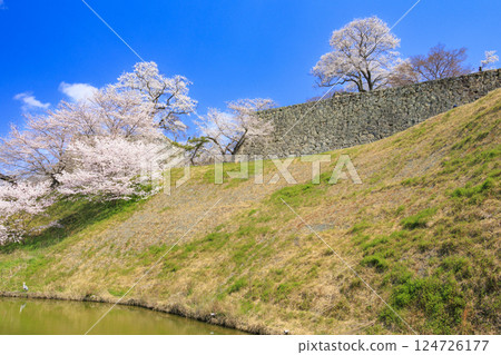 Tsuyama城堡充滿了櫻花 Tsuyama城堡充滿了櫻花 124726177