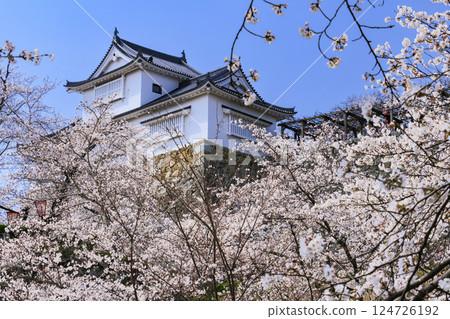 Tsuyama城堡充滿了櫻花 124726192