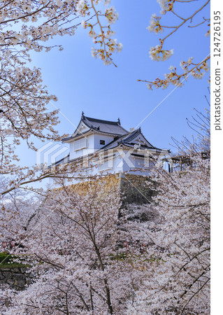 Tsuyama castle full of cherry blossoms 124726195