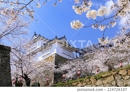 Tsuyama castle full of cherry blossoms 124726197