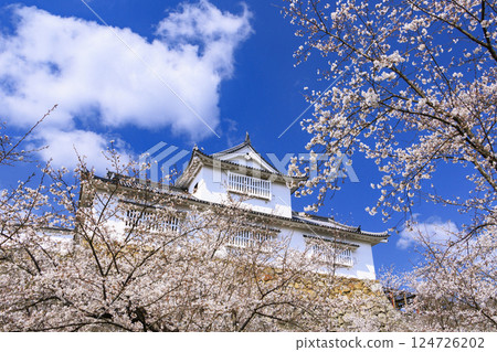 Tsuyama castle full of cherry blossoms 124726202