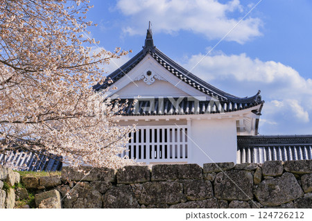Tsuyama castle full of cherry blossoms Tsuyama castle full of cherry blossoms 124726212