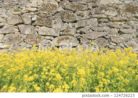 Tsuyama castle full of cherry blossoms 124726223