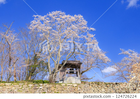 Tsuyama castle full of cherry blossoms 124726224