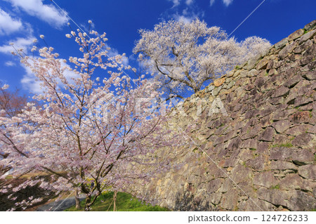 Tsuyama castle full of cherry blossoms 124726233