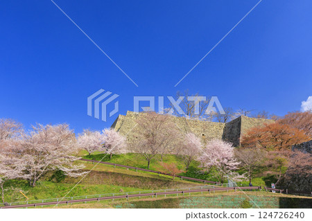 Tsuyama castle full of cherry blossoms Tsuyama castle full of cherry blossoms 124726240