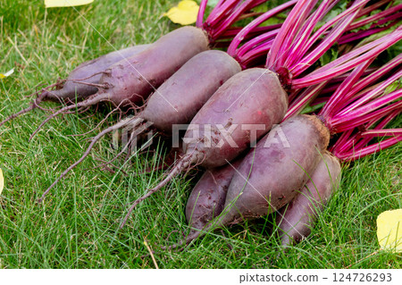 Bunch of beetroots are harvested lying on the green autumn lawn. 124726293
