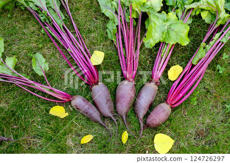 Bunch of beetroots are harvested lying on the green autumn lawn. 124726297
