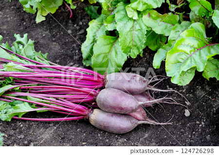 Long Cylindra beets are on the soil near the row in the garden. 124726298