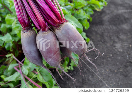 Long Cylindra beets above the row with growing vegetables in the garden.. 124726299