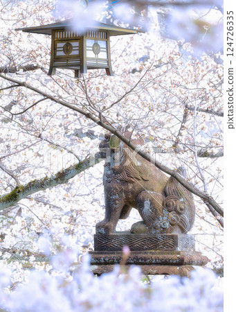 櫻花終究是美麗的… 124726335