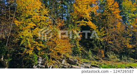 Beautiful orange and red autumn forest, many trees on the orange hills 124726587