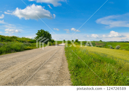 Wheat field, rural field road, hilly terrain. 124726589