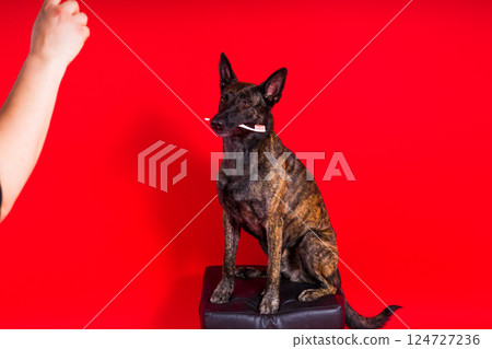 Cute dog with hammer. isolated on red yellow studio background. dutch shepherd 124727236