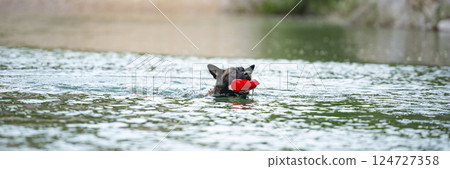 Determined dog swimming with a red toy 124727358