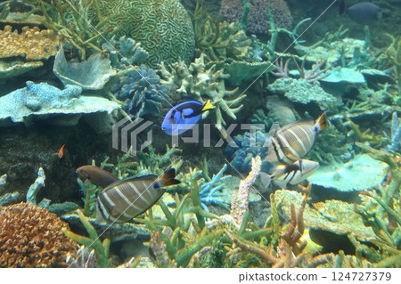 Beautiful coral and tropical fish (Nagoya Port Aquarium, Nagoya City, Aichi Prefecture) 124727379
