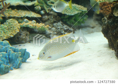 Beautiful coral and tropical fish (Nagoya Port Aquarium, Nagoya City, Aichi Prefecture) 124727380