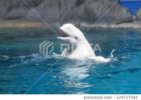 Beluga whale (Port of Nagoya Public Aquarium, Minato Ward, Nagoya City, Aichi Prefecture) 124727383