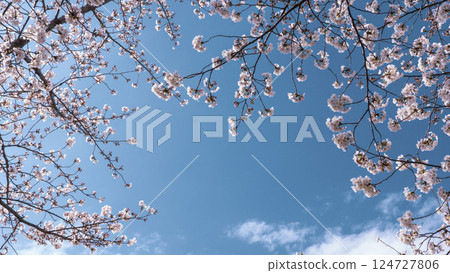 Cherry blossoms and blue sky Cherry blossoms and blue sky 124727806