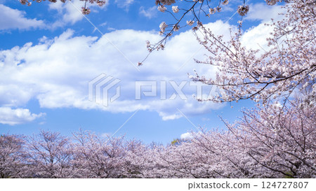 在盛開和藍天的櫻花 124727807