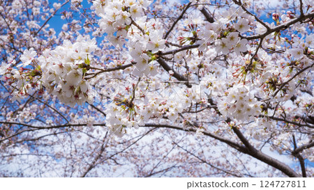櫻花盛開 櫻花盛開 124727811