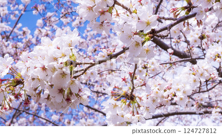 盛開的櫻花在藍天中閃耀 124727812