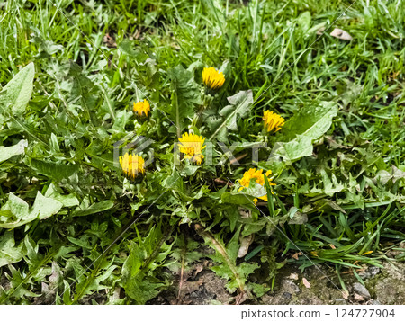 Flowers yellow dandelion Taraxacum officinale. Detail of bright common dandelions in the meadow in springtime. Used as medicinal herb and food ingredient. 124727904