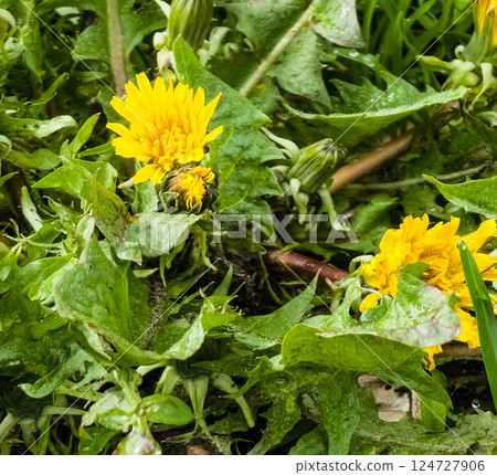 Flowers yellow dandelion Taraxacum officinale. Detail of bright common dandelions in the meadow in springtime. Used as a medicinal herb and food ingredient. 124727906