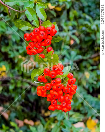 Beautiful images of Pyracantha fruits used in park trees 124727981