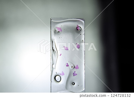 Slices of the tumor under glass. Histological examination of tumor cells for the presence of cancer 124728132