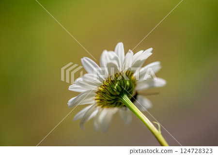 leucanthemum vulgare, commonly known as the ox-eye daisy, oxeye daisy, dog daisy 124728323