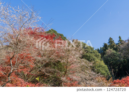 Scenery of Shikizakura Village 124728720