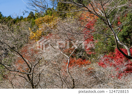 四季櫻村風景 四季櫻村風景 124728815