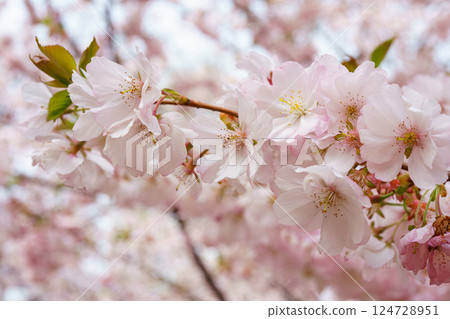 Branch of blooming cherry tree, pink sakura blossom flower on blue sky, springtime background Branch of blooming cherry tree, pink sakura blossom flower on blue sky, springtime background 124728951