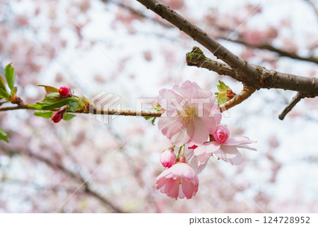 Branch of blooming cherry tree, pink sakura blossom flower springtime background Branch of blooming cherry tree, pink sakura blossom flower springtime background 124728952