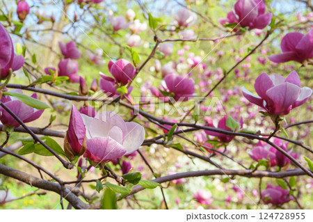 Blooming tree branch with pink Magnolia soulangeana flowers outdoors in garden 124728955