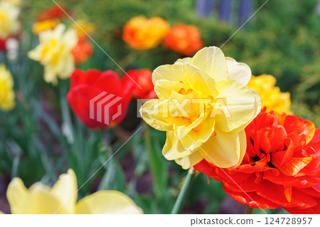 Beautiful spring yellow double petals daffodil flower in full bloom, flowerbed in park or garden Beautiful spring yellow double petals daffodil flower in full bloom, flowerbed in park or garden 124728957