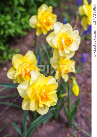 Beautiful spring yellow double petals daffodil flower in full bloom, flowerbed in park or garden 124728960