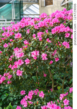 Blooming pink japan Azalea Ericaceae bush, Rosinetta, rhododendron flower background Blooming pink japan Azalea Ericaceae bush, Rosinetta, rhododendron flower background 124729006