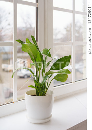 Fresh green decorative houseplant Spathiphyllum in white pot on a windowsill, ornamental plant 124729014